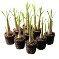 3 Lemongrass Plants Live Stalk for Spring Planting, Live Lemon Grass Herb