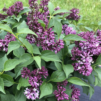 Purple Lilac Bushes Ready to Plant, Lilac Syringa Trees Live Plants, Fragrant Shrub for Planting, 9 Months Old Tree