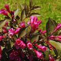 Rose Weigela Plant Live, 4 Inc Pot, Live Weigela Plant, 4 to 6 Inc Long, Weigela Live Plant