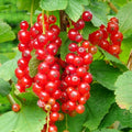 Red Currant Plant Live for Planting, Red Curant Bush Live Plant 5-9 Inch Height, Curant Berry Fruit Tree, 1 Year Large Bare Root