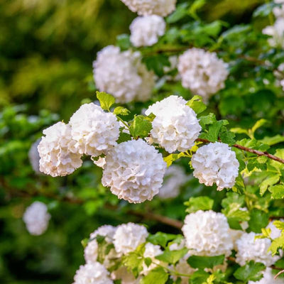Juddi Viburnum Tree Live Plant Shrub in Pot, 8 Months Old Bush Ready to Grow Ready to Grow Outdoor Fragrant, 6-12"