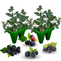 03 BlackBerry Bushes Plants Live, 4-6" in for Spring Planting, Outdoor Growing, High-yielding Blackberries Trees, (Random BlackBerry)