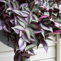 Wandering Jew Plant Live, Purple Tradescantia Zebrina in 2-Inch Pot, Colorful Trailing Indoor Houseplant, Tradescantia Vine