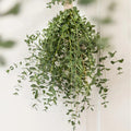 Eucalyptus Live Plant, Eucalyptus Tree Fully Rooted, Fragrant Foliage Houseplant, Easy Care for Indoor and Outdoor, 2.5" Pot (Parvifolia Eucalyptus Tree)