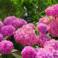 Hydrangea Live Plant in 2.5 Inc Pot, Hydrangea Tree Shrub Bush Perennial Outdoor Planting, Change Color Each Season (Pink Reblooming)