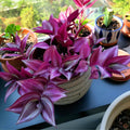 Dark Purple Wandering Jew Live Plant, Tradescantia Houseplant in 2.5 Inches Pot for Planting, Wandering Jew Live Plant Outdoor Indoor