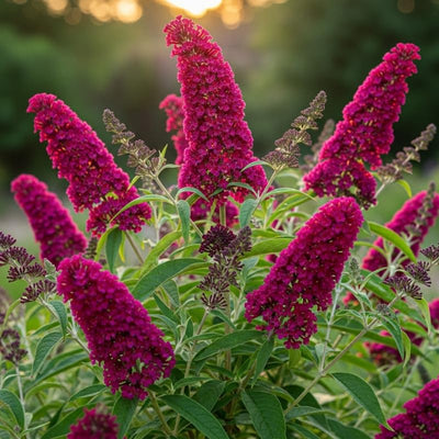 Potted Butterfly Bush Live Plant, 5-9" in Tall, Cold Hardy, Spring Outdoor PlantingBlooms Summer to Fall, Dormant in Winter (Dark Red Buddleia Plant)