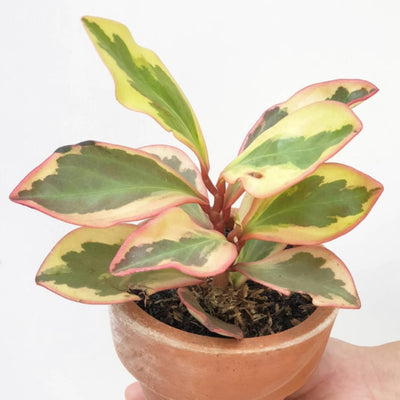 Peperomia Rainbow Plant, Green Pink Plant Houseplant, 4 Inc Tall, Suitable for Indoor Garden