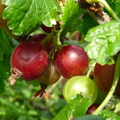 Gooseberry Currant Bush Live Plant, Sweet Gooseberry Plant Live for Planting, Edible Berries 5-9 Inch Tall