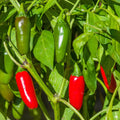 Serrano Pepper Plant Live in 2.5 Inch Pot for Planting Outdoor