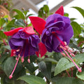Red Purple Fuchsia Plants Live, Fuchsia Plants, 3 to 5" Tall Starter Plug, Hardy Perennial Flowers Plant for Planting, Hanging Basket, Colorful Plant