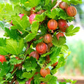 1 Pixwell Gooseberry Plant Live, Gooseberry Bush Live Plant for Planting Your Garden, Gooseberry Shrub Starter Plant 5-9 Inch Tall