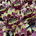 1 Hens and Chicks Succulent Plants Live in 2.5 Inch Container, Hens & Chicks Plant Live Houseplant Home Garden