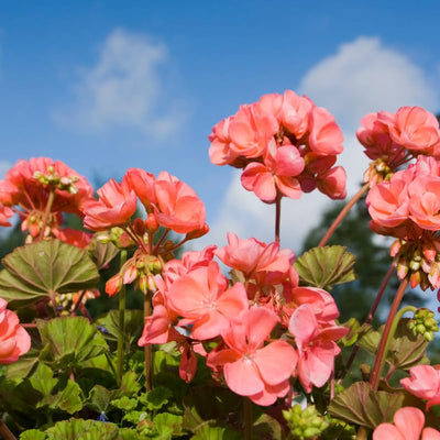Salmon Geranium Plant in 4 Inch Pot, Flowering Geranium Starter Plant, Outdoor Patio, Balcony or Garden Container Plant