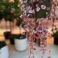 Variegated String of Hearts Plant Live, Trailing Succulent Vine Plant Live, 2.5 Inches Pot