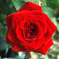 Rose Plant Live in Pot for Planting, Fragrant Roses Flowers, Summer Blooming Ornamental Garden Shrub (Red Climbing Rose)