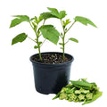 2 Live Green Okra Plants Live, 4–6 Inches Tall, Okra Vegetable Plants, Starter Seedlings for Backyard Garden, Outdoor Planting