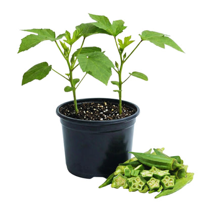 2 Live Green Okra Plants Live, 4–6 Inches Tall, Okra Vegetable Plants, Starter Seedlings for Backyard Garden, Outdoor Planting