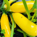 2 Yellow Zucchini Plants Seedlings, 4 to 6 Inches Tall, Squash Live Plant Vegetable Plants for Growing Outside
