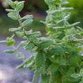Live Mojito Mint Herb Plant, Perennial Mint Plant, Fragrant Mints, 5-7 Inches Tall for Indoor or Outdoor Growing