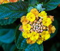Lantana Live Plant for Planting Outdoors, Set 2 Live Lantana Plants, 4 to 7 Inch Tall, Lantana Perennial Plants, Ready to Plant, Random Color
