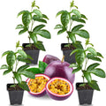 2 High Yield Passion Fruit Plants Live, Deep Purple Climbing Passion Vine Tree Live Plant for Outdoor Growing, 5-9" in Tall, Fast Growing Perennial Sweet and Edible Fruits
