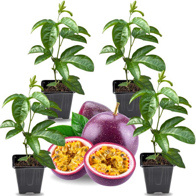 2 High Yield Passion Fruit Plants Live, Deep Purple Climbing Passion Vine Tree Live Plant for Outdoor Growing, 5-9" in Tall, Fast Growing Perennial Sweet and Edible Fruits