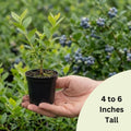 Blueberry Bushes Plant Live, Northern Highbush Blueberry Plants Live for Planting, Edible Blueberries Seelings from 4 to 7 Inches Tall, 4 Inches Pot