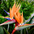 Pack 2 Orange Bird of Paradise Live Plants, 6-10" Tall Well Rooted Starter Plants, No Pot