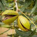 Pecan Tree Live Plant, Outdoor Garden Nut Tree, 1-1.5 Ft Tall