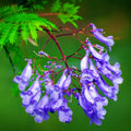 Purple Jacaranda Tree Live Plant, Jacaranda Mimosifolia Tree 7-12 Inch Tall Including Pot, Outdoor Growing