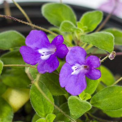 Pack of 4 Concord Blue Streptocarpella Plants Live, Common Flowers Starter Size 4-6", Streptocarpus False African Violet, Ladyslipper Primose Indoor Outdoor Planting
