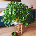 2 Money Plants Live, 5 to 7 Inc in Height, Pilea Peperomioides Plant Live, Money Live Plant