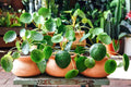 Money Plant, 02 Pilea Peperomioides Plants Live for Garden, House Plant, Money Live Plant from 5 to 8 Inches Tall Seedling
