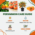 Persimmon Tree Seedling, 1-2 Ft Tall