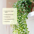 String of Turtles Plant in 3 Inch Pot, Live Succulent Tralling Vine, Indoor Gardens Planting