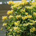 Yellow White Honeysuckle Bush Climbing, Honeysuckle Plant Live Vine, Fragrant Lonicera Perennial Bushes Shrubs Potted