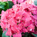 Hydrangea Live Plant in 2.5 Inc Pot, Hydrangea Tree Shrub Bush Perennial Outdoor Planting, Change Color Each Season (Pink Reblooming)
