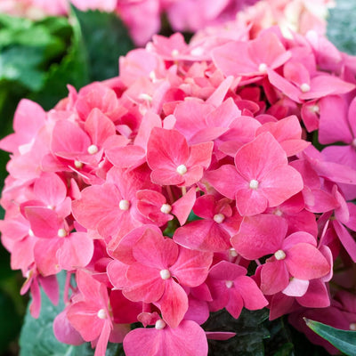 Hydrangea Live Plant in 2.5 Inc Pot, Hydrangea Tree Shrub Bush Perennial Outdoor Planting, Change Color Each Season (Pink Reblooming)