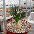 Albuca Spiralis Frizzle Sizzle Plant, Live Houseplant in 3.5 Inch Pot, Curly Succulent for Indoor Planting