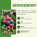 Serviceberry Tree Live Plant, Serviceberry Plant, 4-8 Inc Tall, Edible Juneberry Plants for Indoor Outdoor Growing