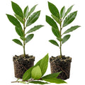 2 Bay Leaf Live Plants, 5-8 Inch Tall - Bay Laurel Herb Plant for Growing, Perennial Fragrant Leaves Herb Plants, Well Rooted Plant, No Pot in Soil