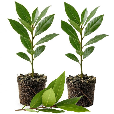 2 Bay Leaf Live Plants, 5-8 Inch Tall - Bay Laurel Herb Plant for Growing, Perennial Fragrant Leaves Herb Plants, Well Rooted Plant, No Pot in Soil
