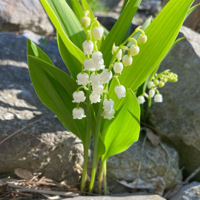 10 Live Lily of The Valley Bulbs, Fragrant White Lilies of The Valley Flowers, Bare Roots Plants for Planting