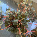 Peperomia Live Plant, Brown Peperomia Plant Live Houseplants, Live Peperomia Plant 4 Inches Potted Indoor Ornamental Plant