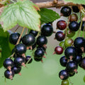 Black Currant Live Plant, 4-7 Inch Tal Potted Berry Plant - Edible Fruit Shrub for Garden, Patio, and Container Growing