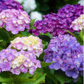 Deep Purple Blue to Red Pink Flower Hydrangea Plant Live 4" Pot, Hydrangea Shrub Flower Plants for Outdoor or Indoor Planting, Change Color Perennial Plant