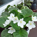 White African Violet Plant Live, 4 Inch Pot, Indoor Flowering Plant