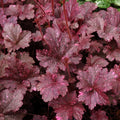 Dark Leaf Heuchera Live Plant Shrubs, Coral Bells Plant Live 2.5 Inch Pot, Shade Perennial Heucherella Plant