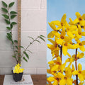2 Lynwood Gold Forsythia Plant Live, in 4" Pot, Golden Bells Yellow Forsythia Shrub to Grow, 6-12" Tall